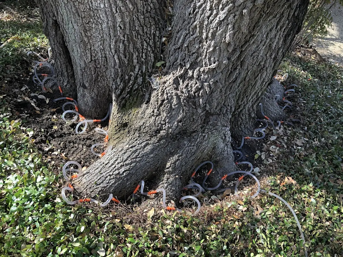 Detailed Tree Cabling and Bracing job site in Saint Cloud